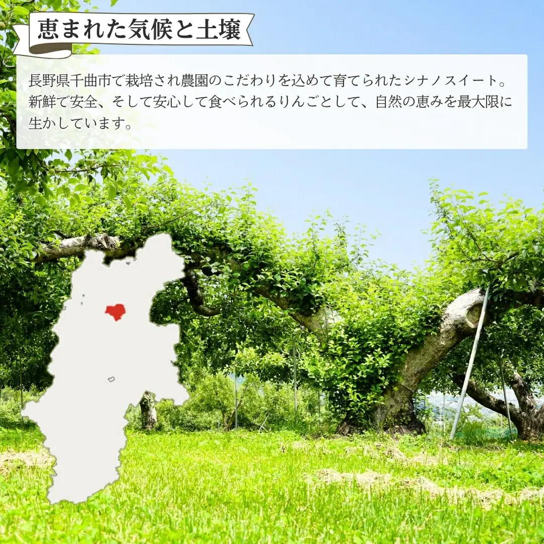 【2026年先行予約】りんご シナノスイート 6~11玉 約3kg|シナノスイート