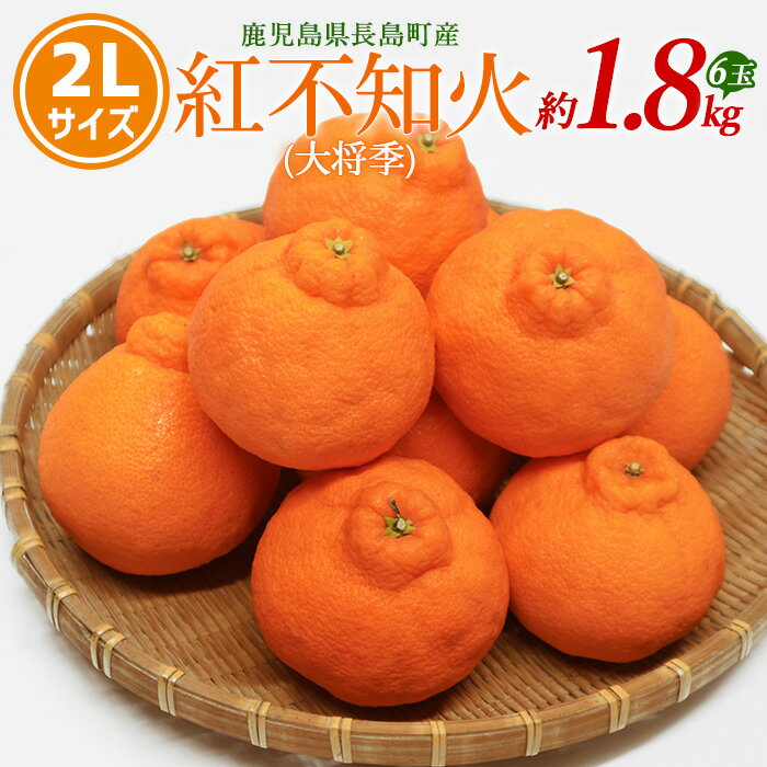 【ふるさと納税】【先行予約】紅不知火（大将季） 2Lサイズ 6玉入り 約1.8kg【山上農園】yamagami-778R7