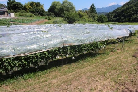 長野県青木村産ロザリオビアンコ(種あり)