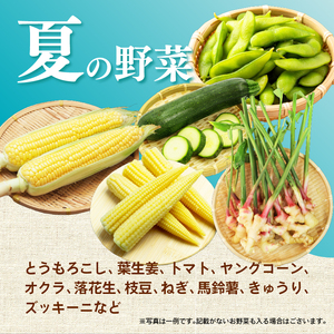 【2026年9月発送 夏野菜】三島野菜詰め合わせセット 8種類以上