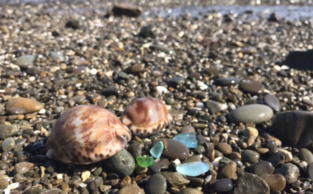 種子島・hau'oli タカラガイ の ペア・バッグチャーム　NFN372【400pt】