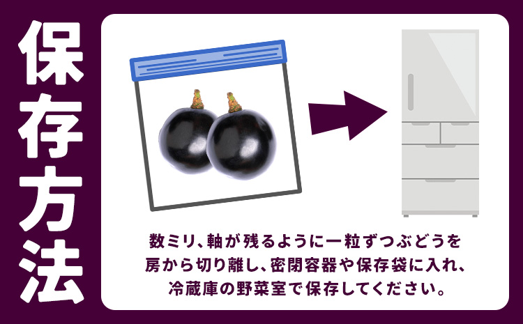 【先行予約】厳選 熊本県産のぶどうセット 約1kg 品種おまかせ ブラックビート ピオーネ 巨峰 【メロンドーム】 有限会社七城町特産品センター《8月上旬-8月末頃出荷》熊本県 菊池市 果物 フルーツ