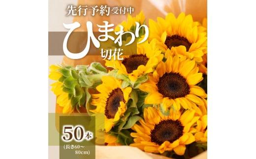 ヒマワリ切花(長さ60～80cm)【2026年6月中旬～2026年9月下旬配送】 372013_T006-240J