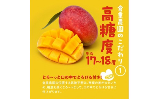 【2027年6月以降お届け】くるめで育った完熟マンゴー（3玉：約1.7kg） _ 贈答用 くるめで育った 完熟マンゴー 3玉 約 1.7kg 甘い 高糖度 地植栽培 ビタミンA トロピカル フルーツ 