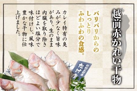 【先行予約】訳あり 越前ズワイ蟹(中) 1杯 と 干しカレイ 2匹【2024年1月～3月発送予定】【カニ かに わけあり 海鮮 蟹 越前がに 越前ガニ ずわいがに ズワイガニ 姿 まるごと 日本海 冬