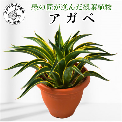 緑の匠が選んだ観葉植物　素敵な空間づくりに　アガベ【配送不可地域：離島】【1637398】