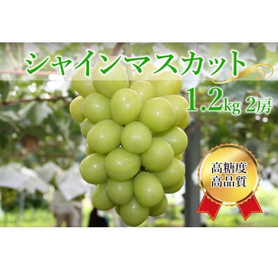 
            シャインマスカット 計1.2kg(2房)【1591155】
          