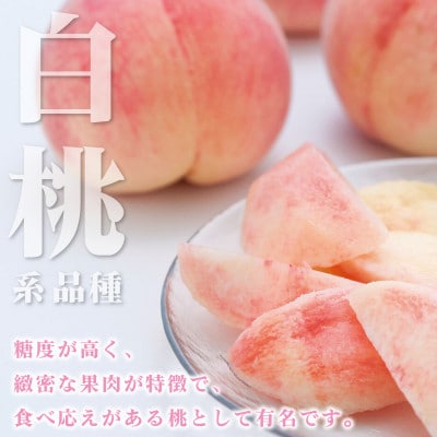 2026年先行受付　山梨県産 桃 白桃系 1kg以上(3～5玉) フルーツ王国・山梨県から産地直送【配送不可地域：離島・沖縄県】