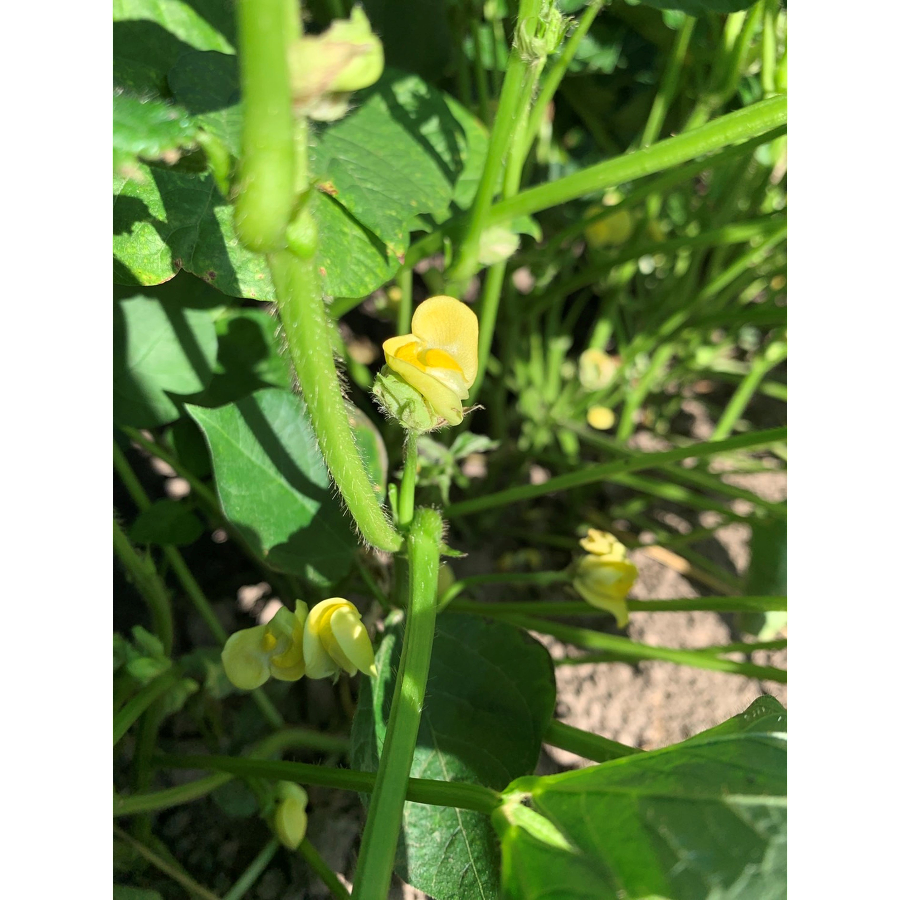 黄色くてかわいい花が咲きます～♪　開花後に受粉が行われ・・・