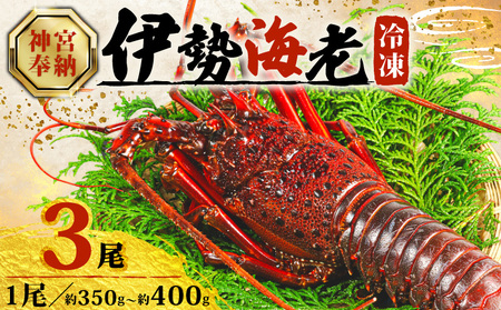【順次発送・ダンボール入】 伊勢海老 約 350g ～ 400g ✕ 3尾 冷凍 伊勢海老 イセエビ イセ海老