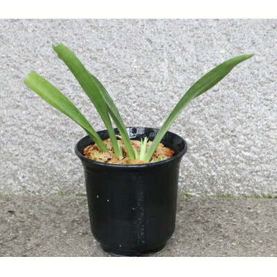 【ふるさと納税】 観葉植物 万年青 はじめての縁起植物 おもとデビューセット 小株・鉢仕立て [豊明園 愛知県 岡崎市 ok23bzw650003] おもと 万年青 徳川家康 縁起物 植物 金運 金運アップ 長寿草 盆栽