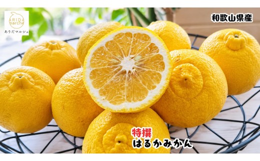 【先行予約】 【人気柑橘】 特選 はるか みかん 5kg+200g(傷み補償分)  / 柑橘 果物 フルーツ 和歌山 ※2027年1月下旬～2月下旬に順次発送 ※北海道・沖縄・その他離島地域は発送不可【ard019-p-5B】