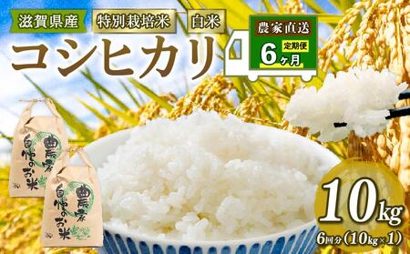 【 新米予約 】 特別栽培米 こしひかり 令和7年 米 10kg 白米 定期便 6ヶ月 計 60kg コシヒカリ 2025年産 国産 農家直送 コシヒカリ 10kg × 6回 国産 農家直送 環境こだわり お米 こめ おこめ 農家直送 産地直送 送料無料