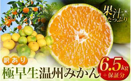 【先行予約】 訳あり 極早生温州みかん 約6.5kg＋傷み保証分300g 2S～3Lサイズおまかせ 【2025年9月下旬から10月中旬までに順次発送予定】 / 家庭用 ご家庭用 訳アリ わけあり ミカン 蜜柑 柑橘 果物 くだもの フルーツ 極早生 温州 夏みかん