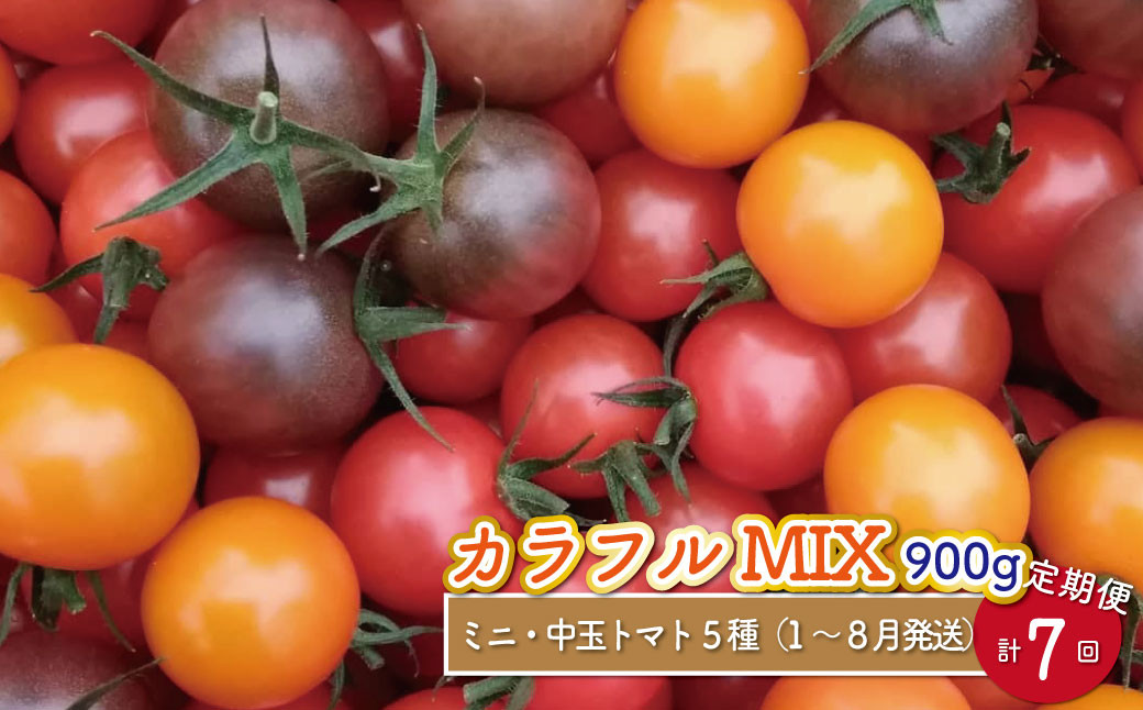 
【1月～8月頃発送】＜約900g×7回 定期便 ＞カラフルトマト アイメック トマト 5種 MIX フルティカ ましまファーム ミニトマト フルーツトマト ミックス 糖度 ＜2025年1月頃より順次発送＞
