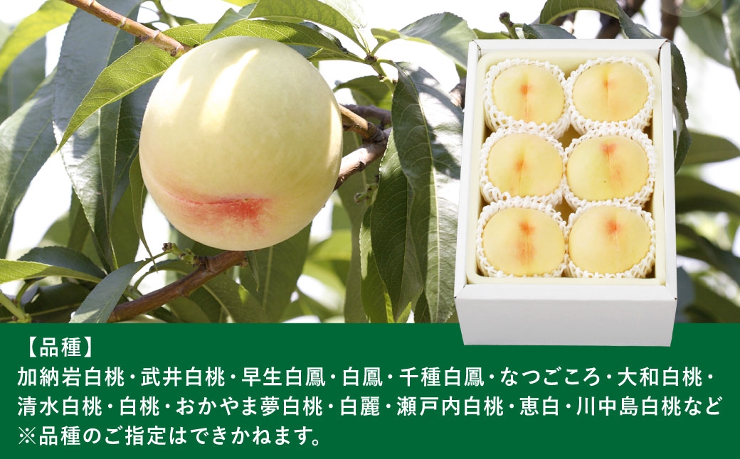 岡山白桃（中世）6玉（1玉240g以上）