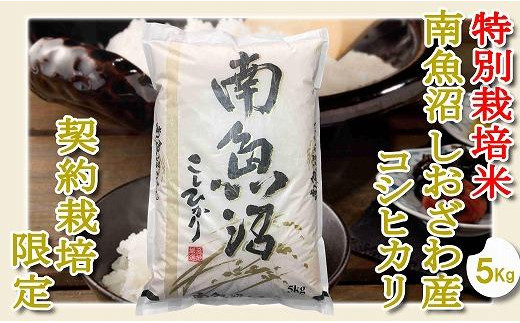
            【令和7年産】【精米５Kg】特別栽培 生産者限定  南魚沼しおざわ産コシヒカリ【2025年10月上旬より順次発送予定】
          