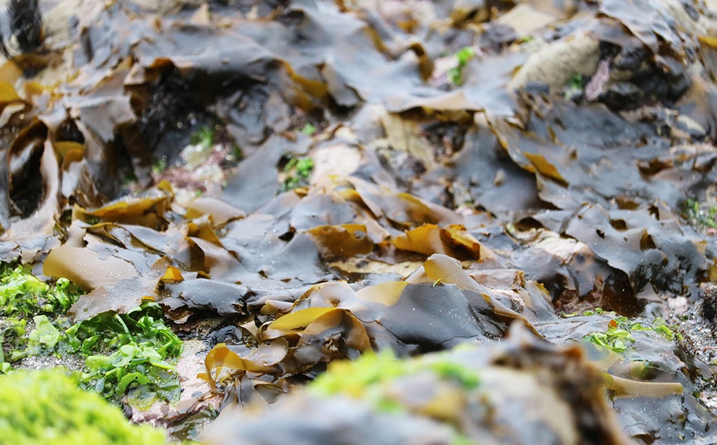 鴨川市小湊地区は、はばのりの産地として知られていますが、年に２日しか収穫することができません。