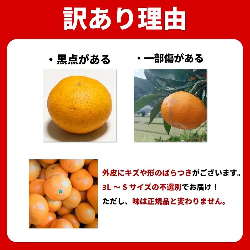 みかん 訳あり 4.2kg みかん