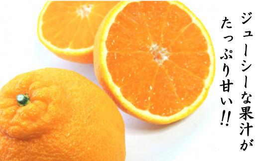 佐賀県産 不知火 約8kg 114-B1013