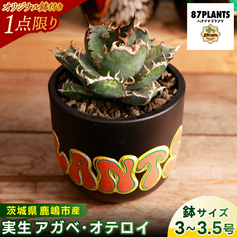 【ふるさと納税】【現品のみ】鹿嶋市産 アガベ・オテロイ（3～3.5号鉢サイズ）【アガベ オテロイ 多肉植物 鉢 茨城県 鹿嶋市】（KCP-40）