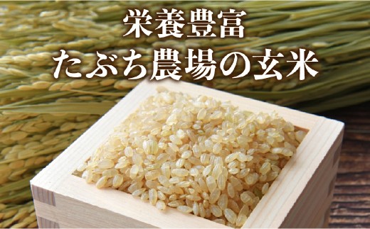【定期便・新米8年産】玄米 特Aランク 特別栽培米 コシヒカリ30kg（全6回） 兵庫県 丹波篠山市 白米 100％単一原料米 産地直送米 おいしい お米 玄米 コシヒカリ ブランド おこめ 健康 送