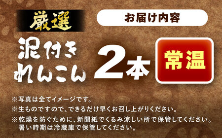 厳選 泥付きれんこん 2本 手掘り1本物 （常温） 野菜 レンコン 愛西市 / JAあいち海部れんこんセンター 【配送不可地域：北海道・沖縄・離島】[AEDK005]