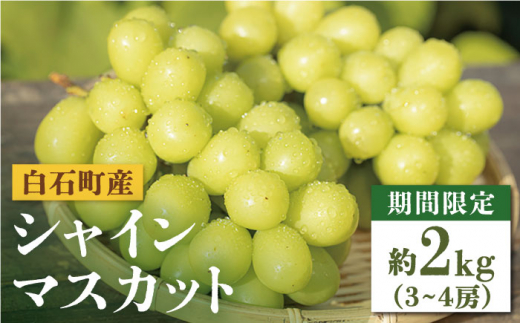 【先行予約 2026年7月末頃より発送】【期間限定！数量限定！】白石産 シャインマスカット 約2kg（約3～4房）【しろいし特産物直売所】フルーツ 葡萄 ブドウ ぶどう 九州産 佐賀県産 九州 佐賀県 白石町  白石 [IAI008]