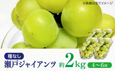 【先行予約】【2025年8月下旬から順次発送】瀬戸ジャイアンツ 2kg（4から6房）愛媛県大洲市/有限会社ふじブドウ園[AGDB003]