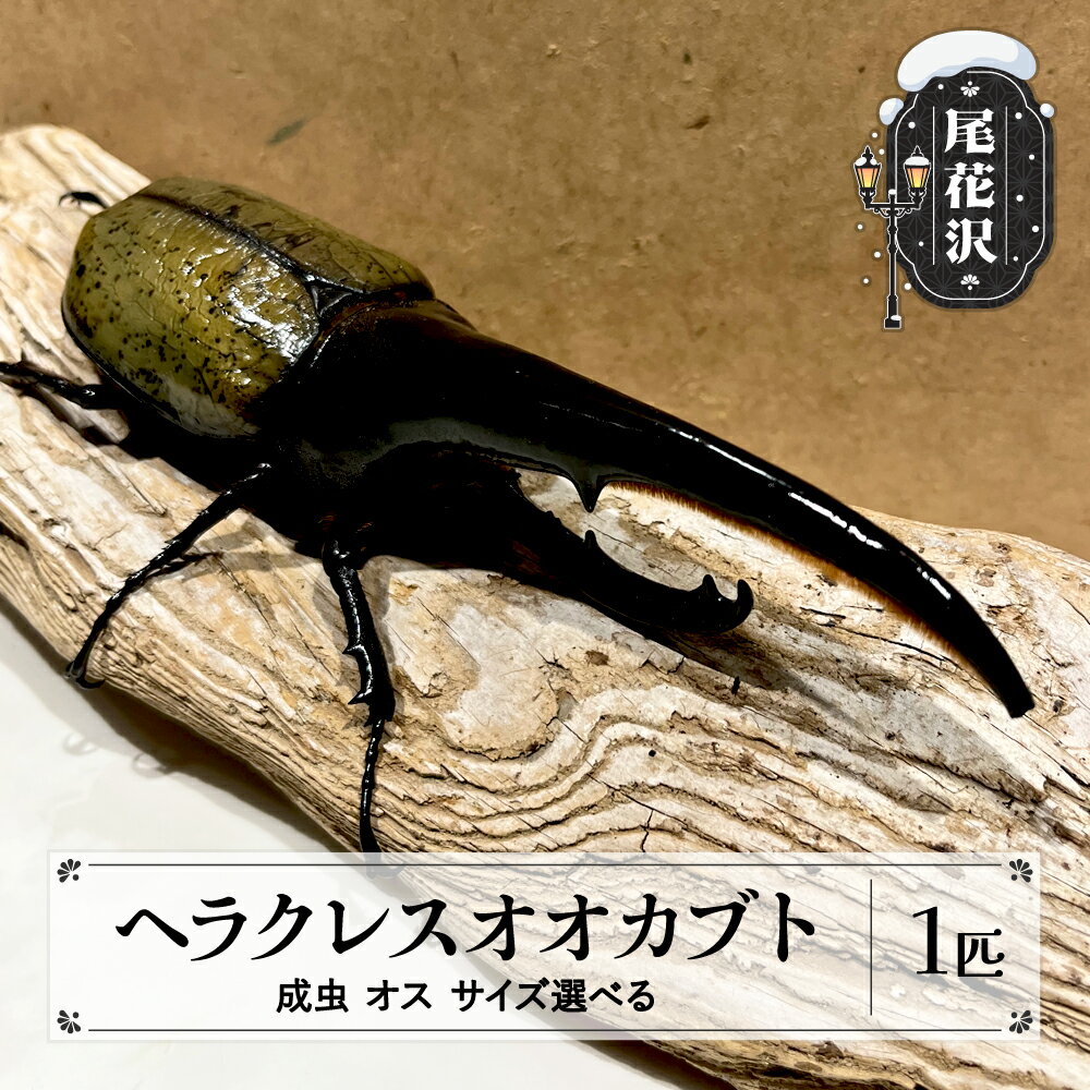 【ふるさと納税】尾花沢市産 昆虫の王様 ヘラクレスオオカブト カブトムシ オス 成虫 1匹 サイズ 選べる kb-blhamx