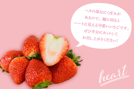【合計20～40粒入り】いちご とちあいか 600g以上 (300g以上×2パック)｜栃木県 益子町 ふるさと納税 鈴木農園 L 2L 3L ご家庭用 家族用 食べやすい 一口サイズ 粒たっぷり 大満