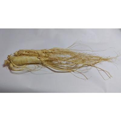 ふるさと納税 長野県 生高麗人参 6年生 省き品 約150g/1本【 栽培期間中低農薬 】信州産 朝鮮人参