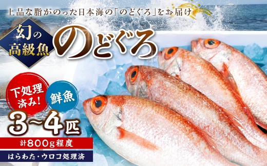 幻の高級魚「のどぐろ（鮮魚）」3～4匹（計800g程度） 魚 鮮魚 海鮮 のどぐろ アカムツ 冷蔵 高級魚 下処理済 煮付け 塩焼き 【006_2046】