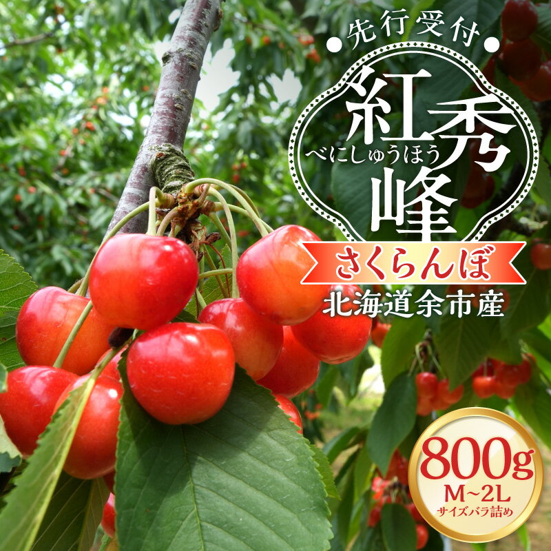 【ふるさと納税】【2026年産 先行予約】＜北海道余市産＞さくらんぼ「紅秀峰」（M～2Lサイズバラ詰め）400g × 2パック 800g【 北海道アグリドリーム 】チェリー フルーツ 先行予約 果物 期間限定 季節限定 北海道 余市町 送料無料