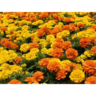 ふるさと納税 美作市 秋の花苗セット24ポット |  | 03