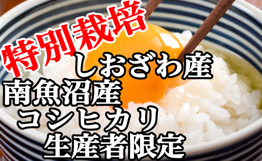 【定期便：10Kg×12ヶ月】特別栽培 生産者限定 南魚沼しおざわ産コシヒカリ