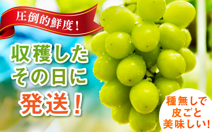 【お中元用/熨斗付】特選シャインマスカット 1房 / フルーツ / 佐賀県 / リフルット株式会社 [41ABAA016]