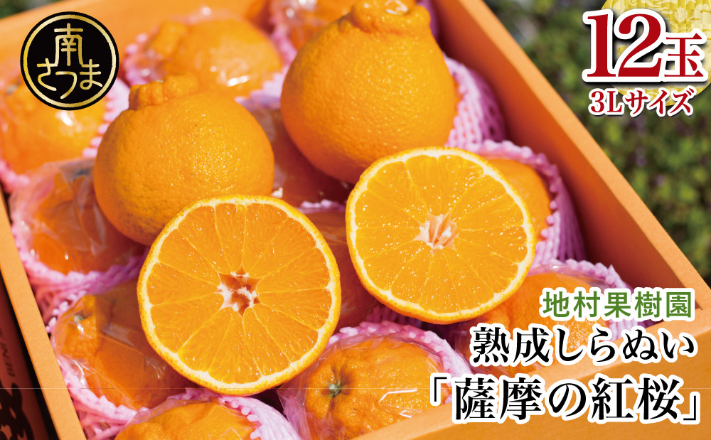 【至高の熟成柑橘】「薩摩の紅桜（不知火）」3Lサイズ12玉 ［数量・期間 限定 ］ 熟成 柑橘 みかん 長期貯蔵 しらぬい 不知火 先行予約 先行受付 国産 果実 果物 くだもの フルーツ 果肉 果汁 食品 デザート スイーツ おやつ 甘い ジューシー 旬 季節限定 季節の果物 おすすめ 高級 ご褒美 贅沢 グルメ 地村果樹園 鹿児島 鹿児島県 南さつま市 地村果樹園 鹿児島 南さつま市