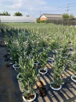 オリーブ アルベキーナ8号_BZ13 ※離島への配送不可