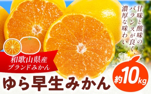 ゆら早生みかん 約10kg マルツネ農園《11月上旬-12月下旬頃出荷》 和歌山県 日高川町 旬 果物 みかん 蜜柑 フルーツ 柑橘 産地直送