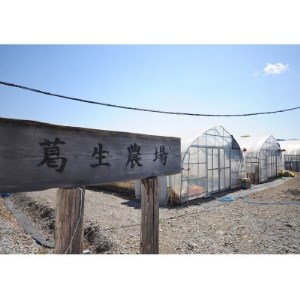新鮮! 『とちおとめ』・『とちあいか』 (260g×4パック)　食べ比べセット【配送不可地域：離島・沖縄県】【1366985】