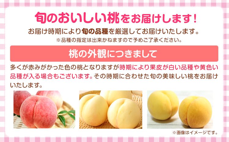 【先行予約】 桃 かつらぎ町産 約 1kg 紀農人株式会社《2026年6月上旬-8月中旬頃出荷》 和歌山県 日高川町 果物 フルーツ 桃 もも モモ 旬---wshg_ckgr4_a68_23_130