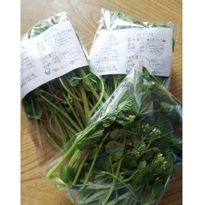 ふるさと納税 相馬市 相馬わさびセット(花 85g入×4パック・根茎 約35g×4本) |  | 02