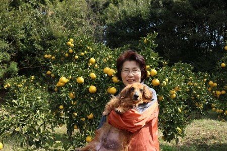 小夏 5kg 令和9年4月中旬以降発送 訳あり 規格外 柑橘 井村農園【小夏】【R01487】