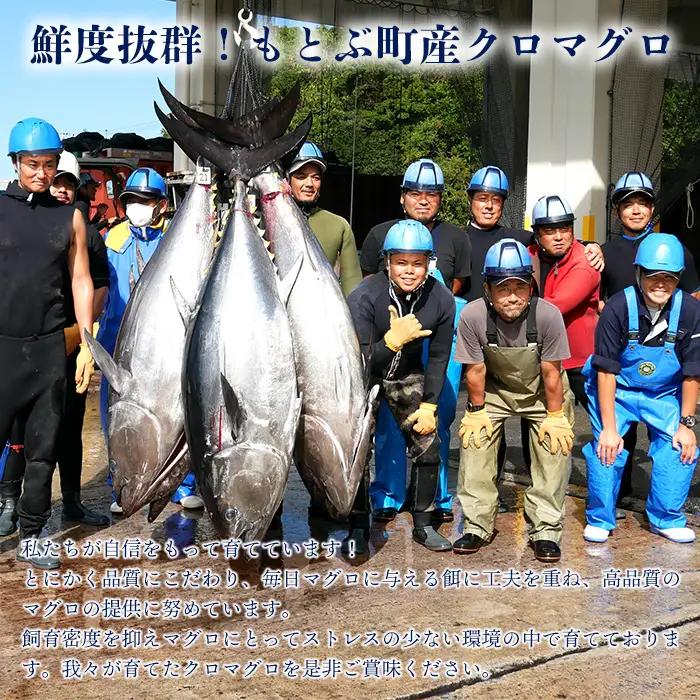 本マグロづくし（大トロ・中トロ・赤身） 本部町産 約800g～1000g マグロ