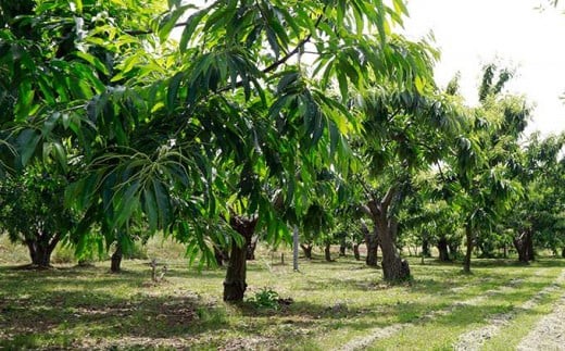小布施の気候と自然の恵み、農家さんの努力から生まれた秋の味覚「小布施栗」をご家庭でもぜひお召し上がりください。