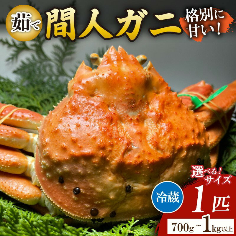 【ふるさと納税】間人漁港仲買人の丸友鮮魚三代目・自慢の間人ガニ≪茹で≫1匹 700～800g 800～900g 900~1kg 1kg以上