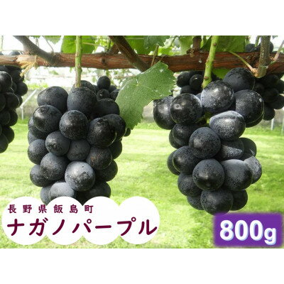 【ふるさと納税】中央アルプス山麓のナガノパープル　800g【配送不可地域：離島】【1657913】