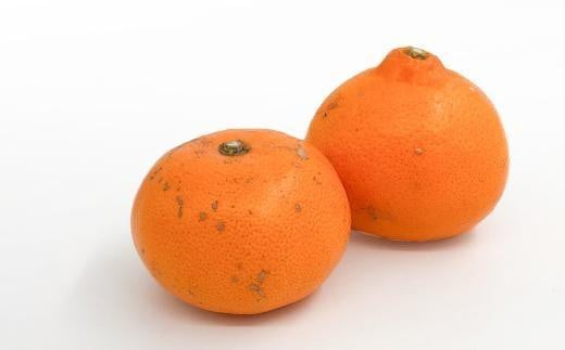 【2月中旬から発送】 ＜訳あり＞ せとか 約3kg 愛媛産 愛媛県産せとか 国産 愛媛みかん 愛媛蜜柑 愛媛せとか みかん せとか せとか ふるさと納税せとか くだもの お取り寄せせとか 産地直送 訳