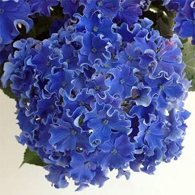 ふるさと納税 藤枝市 【母の日に!】アジサイ鉢植えカーリースパークルブルー5号 |  | 01